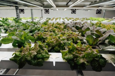 Hidrofonik sistem sebze yetiştiriyor, Ukrayna 'da bir bahçede salata yetiştiriyor, PVC borusunda salata yetiştiriyor, organik marullar bir açık hava hidrofonik sisteminde yetişiyor..