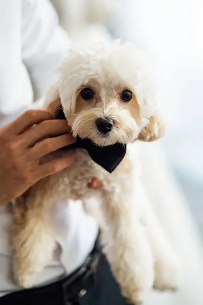 stock image The groom plays with his Maltipoo dog and playfully tries on a bowtie for him.