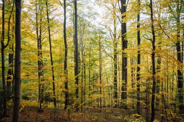 Karpatlar 'da altın sonbahar. Madencilik dizileri ağaçlarla ve sarı yapraklarla birleştirildi. Güzel bulutlar ve güneş. Doğal bir arkaplan görüntüsü. Toprağın güzelliğini keşfedin.