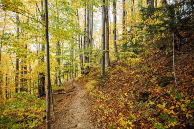 Ağaçların arasındaki dağ yolu ve Karpat Dağları 'ndaki açık alanlar. Güzel doğa manzarası. Karpat Dağları. Ukrayna