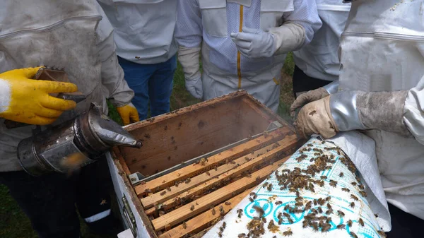 Imker Sammeln Honig Aus Waben — Stockfoto