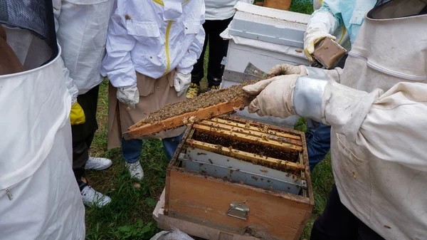 Imker Sammeln Honig Aus Waben — Stockfoto