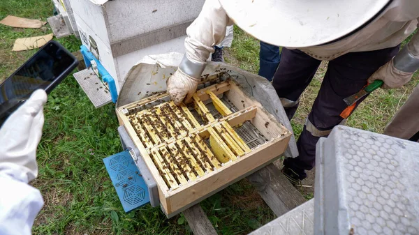 Biodlare Samlar Honung Från Kammar — Stockfoto
