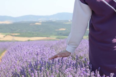 Doğada mis kokulu lavanta bahçesi