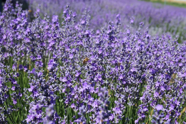 Lavender Garden Its Fragrant Scent Nature — Stock Photo, Image
