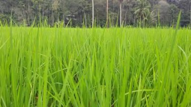 Ağaçlarla dolu küçük tepeleri olan yeşil pirinç tarlaları.