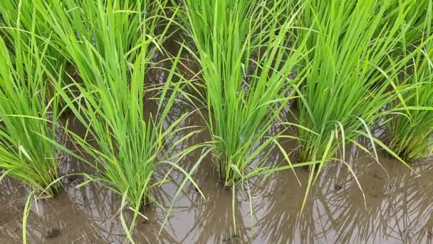 Plantes de rizières vertes avec des flaques d'eau à leurs racines