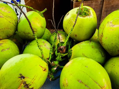 Yeşil hindistan cevizi meyvelerinin demetleriyle portresi