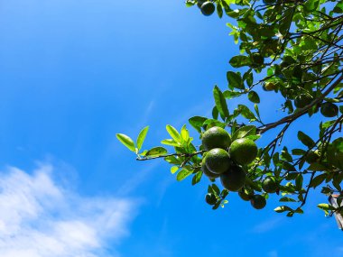 Aşağıdan görünen kireç bitkileri berrak bir gökyüzüne karşı