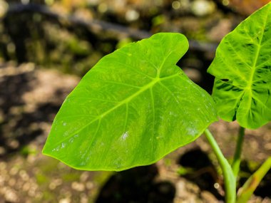 Toprakta yetişen taro bitkilerine odaklanın.