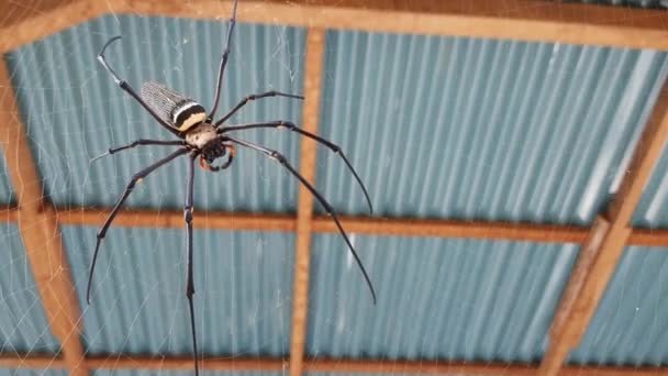 Una Araña Que Reside Nido Bajo Techo Una Choza Madera — Vídeos de Stock