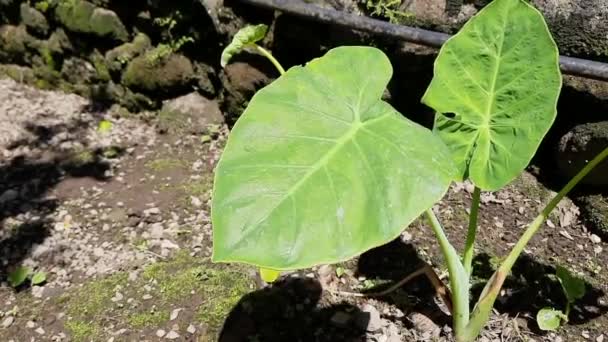 Green Taro Plant Whose Leaves Move Wind Blows Them — Stock Video