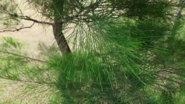 Çimlerde Süsleme Olarak Buruşuk Desenli Küçük Ağaçlar — Stok video
