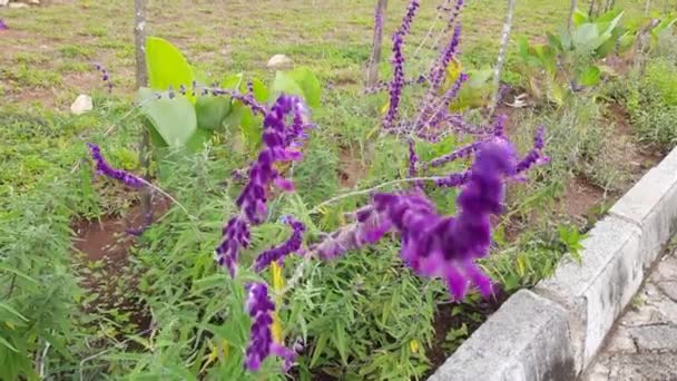 Lavendelblüten Garten Die Sich Wind Bewegen — Stockvideo