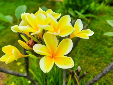 Sarı frangipani çiçekleri ya da Plumeria olarak da bilinir. Bahçelerde süs bitkisi olarak yetişir.