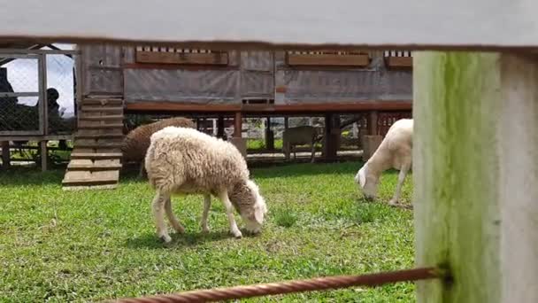 Schafe Gehege Mit Grünem Gras Als Ort Für Bildung Und — Stockvideo