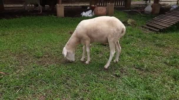 印度尼西亚索洛克摄政苏鲁卡姆奶牛场旅游区的羊栏里 有绿草作为教育和旅游的场所 这个视频很适合用牲畜为主题 — 图库视频影像