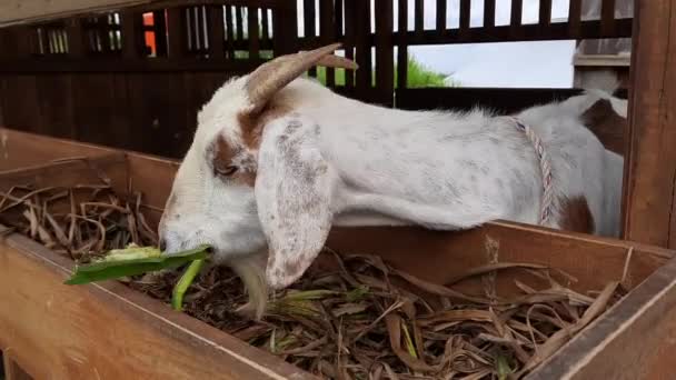 一只山羊正在农场吃笼里的食物 — 图库视频影像
