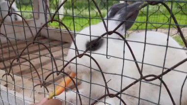 Küçük bir çocuk tavşan çiftliğini ziyaret ediyor ve Sirukam Süt Çiftliği Turizm Bölgesi, Solok Regency, Endonezya 'daki ahşap kafesinin dışındaki tavşanlara havuç veriyor. Bu video evcil hayvan ve turist temalı bir şey için uygun.