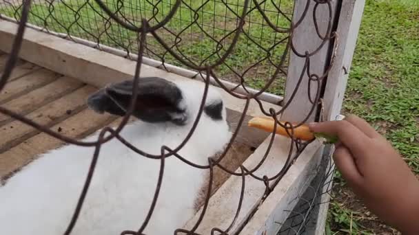 Küçük Bir Çocuk Tavşan Çiftliğini Ziyaret Ediyor Sirukam Süt Çiftliği — Stok video