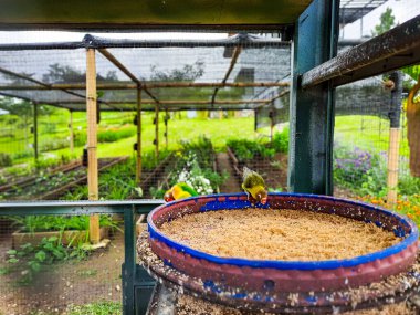 Kafeste yemeğini yiyen küçük bir papağana odaklan.