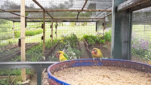 Pequeno Papagaio Está Comendo Sua Comida Dois Outros Pássaros Estão — Vídeo de Stock