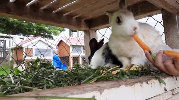 Mão Criança Alimentando Coelho Comendo Cenouras Sua Gaiola — Vídeo de Stock