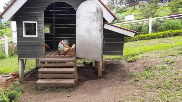 農家の観光名所で小屋の周りの活動をしているヘンズ — ストック動画