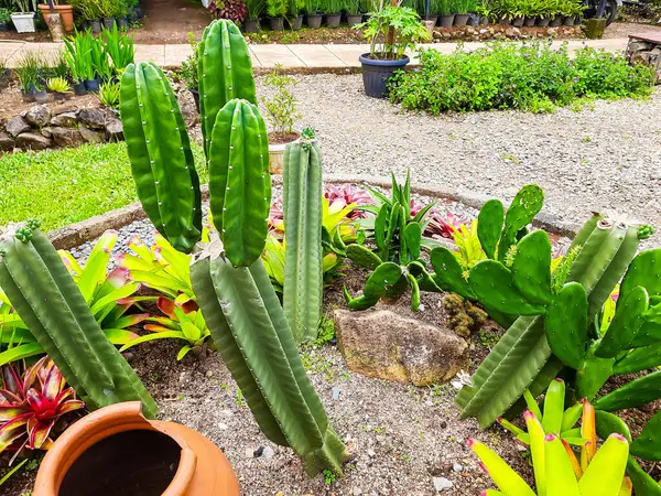 Parkın çevresinde bitkiler hakkında eğitim için çeşitli kaktüsler ve aloe vera bitkileri var.