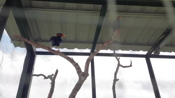 Myna Tepesi Hayvanat Bahçesinde Bir Kafeste Kara Kuş — Stok video