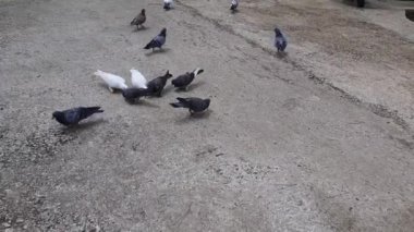 Hayvanat bahçesi bölgesinde yemek yemek için yere inen bir güvercin sürüsü.