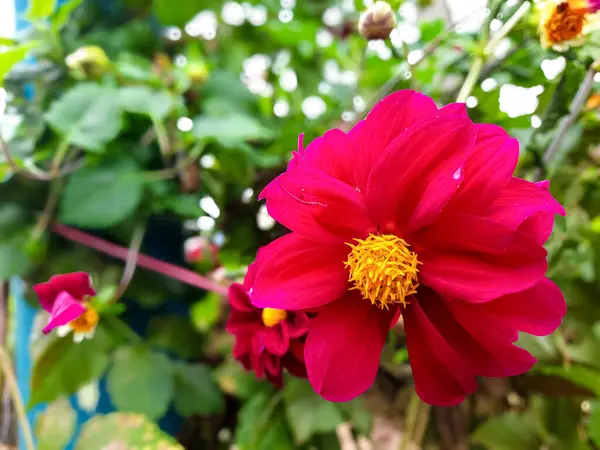 Çiçek açan ve bahçe süsü olarak kullanılan kırmızı Dahlia çiçeğinin güzelliği