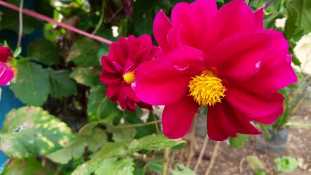 Die Schönheit Der Roten Dahlienblüte Die Blüht Und Als Gartendekoration — Stockvideo