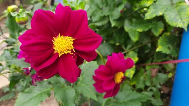 Krása Červeného Květu Dahlia Který Kvete Používá Jako Zahradní Dekorace — Stock video