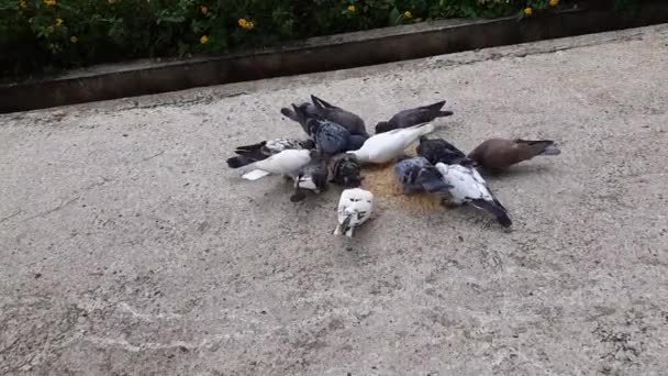 動物園で食べ物を食べるために地面に着陸する鳩の群れ — ストック動画