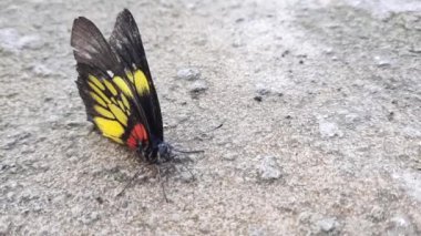 Beton zemindeki güzel siyah kelebeğin doğal görüntüsü
