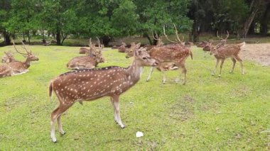 Geyik ve sürülerinin otlarla dolu bir bahçedeki geyik koruma alanındaki faaliyetleri.