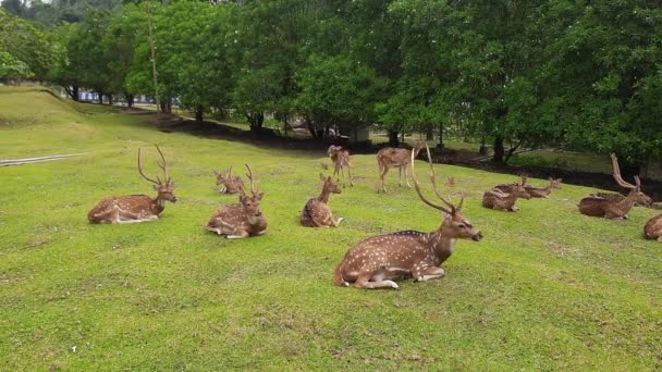 Las Actividades Los Ciervos Sus Rebaños Área Conservación Ciervos Patio — Vídeos de Stock