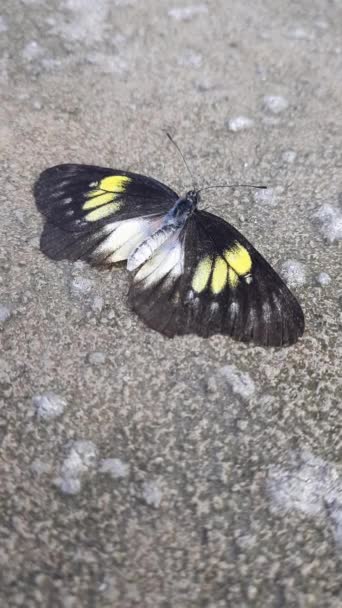 Vista Natural Hermosa Mariposa Negra Sobre Suelo Hormigón — Vídeo de stock