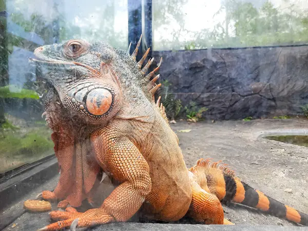 Endonezya 'daki Bukittinggi hayvanat bahçesinde turuncu bir iguana. 