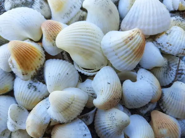 Kumlu bir plaja dağılmış beyaz deniz kabuklarının detaylı bir görüntüsü doğal dokularını ve güzelliklerini gözler önüne seriyor.
