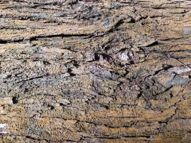 Ağaç kabuğu dokusunun detaylandırılmış hali doğal desenleri ve dokuları gösteriyor. Doğa geçmişi, ahşap doku referansları ve organik tasarımlar için idealdir.