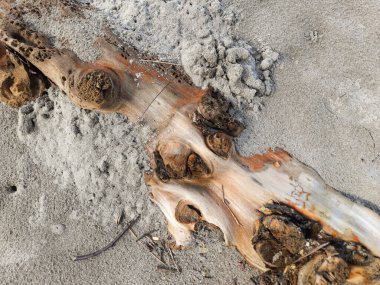 Sahilde kumla kısmen kaplanmış yıpranmış odun parçalarına yakın çekim. Görüntü doğal dokuları ve organik desenleri vurgular, doğa ve arka plan temaları için mükemmeldir