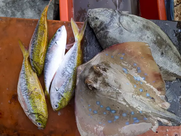 Sarı kuyruk, pomfret ve bir pazar masasında sergilenen mavi benekli vatoz da dahil olmak üzere taze yakalanmış balıklar. Deniz ürünleri veya balıkçılık içeriği için ideal
