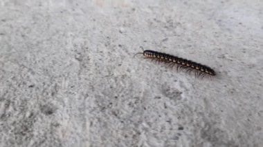 Bir kırkayak ya da tırtıl yerde sürünüyor.