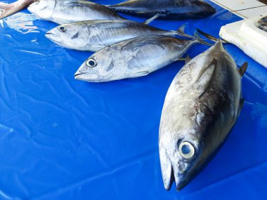 Geleneksel bir markette mavi bir plastik çarşafa düzgünce dizilmiş taze ton balığının yakın çekimi. Deniz ürünleri, balıkçılık ya da mutfak konseptleri için ideal.