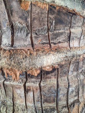 Hindistan cevizi ağacının kabuğunun pürüzlü ve desenli yüzeyinin detaylı görüntüsü doğal desenler ve lifli katmanlar sergiliyor. Özgeçmiş ya da doğa çalışmaları için ideal