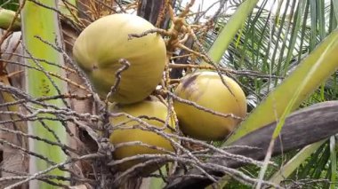 Yeşil palmiye yapraklarıyla çevrili tropikal bir hindistan cevizi ağacına asılı, tropikal tarım ve doğayı ön plana çıkaran olgun sarı hindistan cevizlerinin yakın görüntüsü.