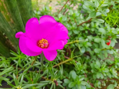 A bright pink moss rose flower or Portulaca grandiflora blooming amidst green foliage in a garden. Perfect for themes of nature, gardening, and vibrant flora clipart