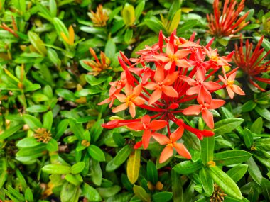 Canlı kırmızı Ixora çiçekleri yemyeşil yapraklarla çevrili. Doğal ışıktaki tropikal bitki örtüsünün güzelliğini vurgulayan yakın plan bir görüntü.